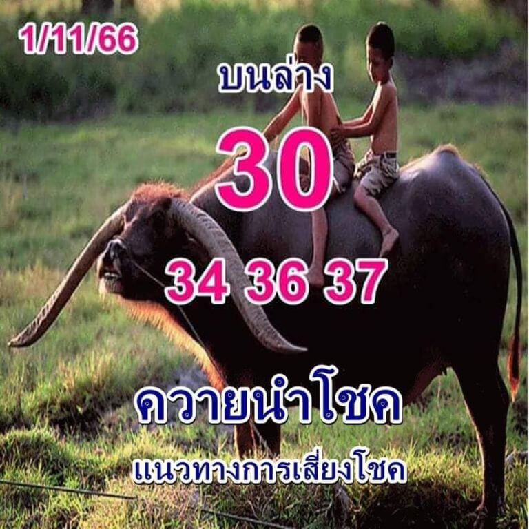 หวยควายนำโชค